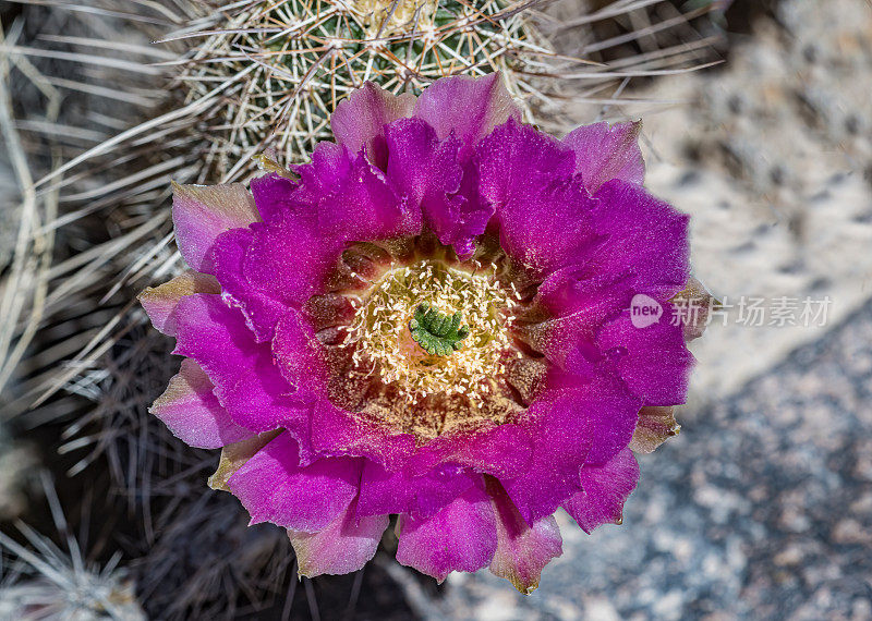 草莓刺猬仙人掌或Engelmann的刺猬仙人掌，Echinocereus engelmannii，常见于美国西南部的沙漠地区。索诺兰沙漠，亚利桑那州。